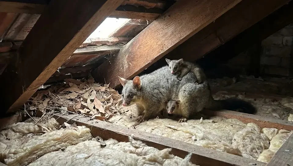 Possum in a roof