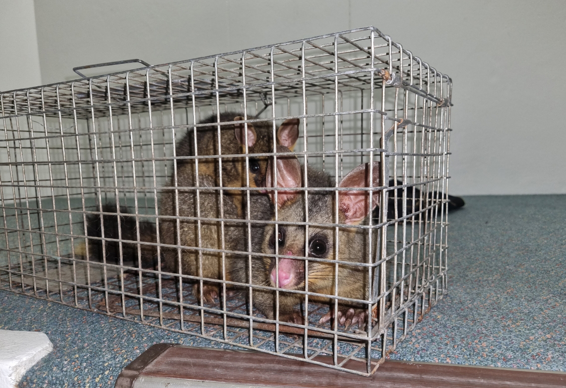 Humane possum trap